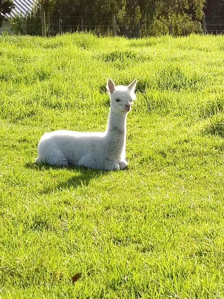 An alpaca in a green field at Landmeterskop near Stanford