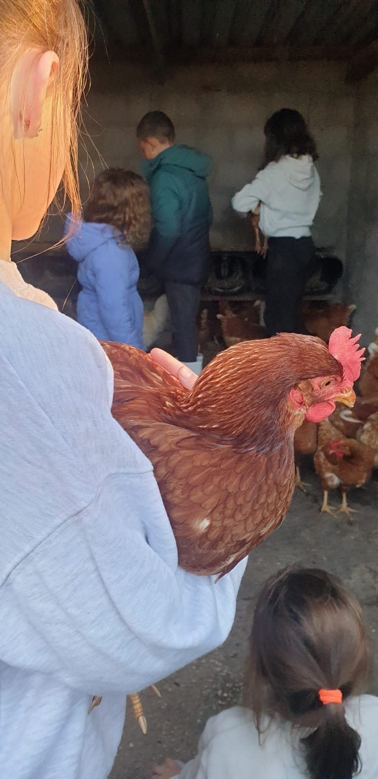 A child helping with chicken and egg rounds at Landmeterskop near Stanford