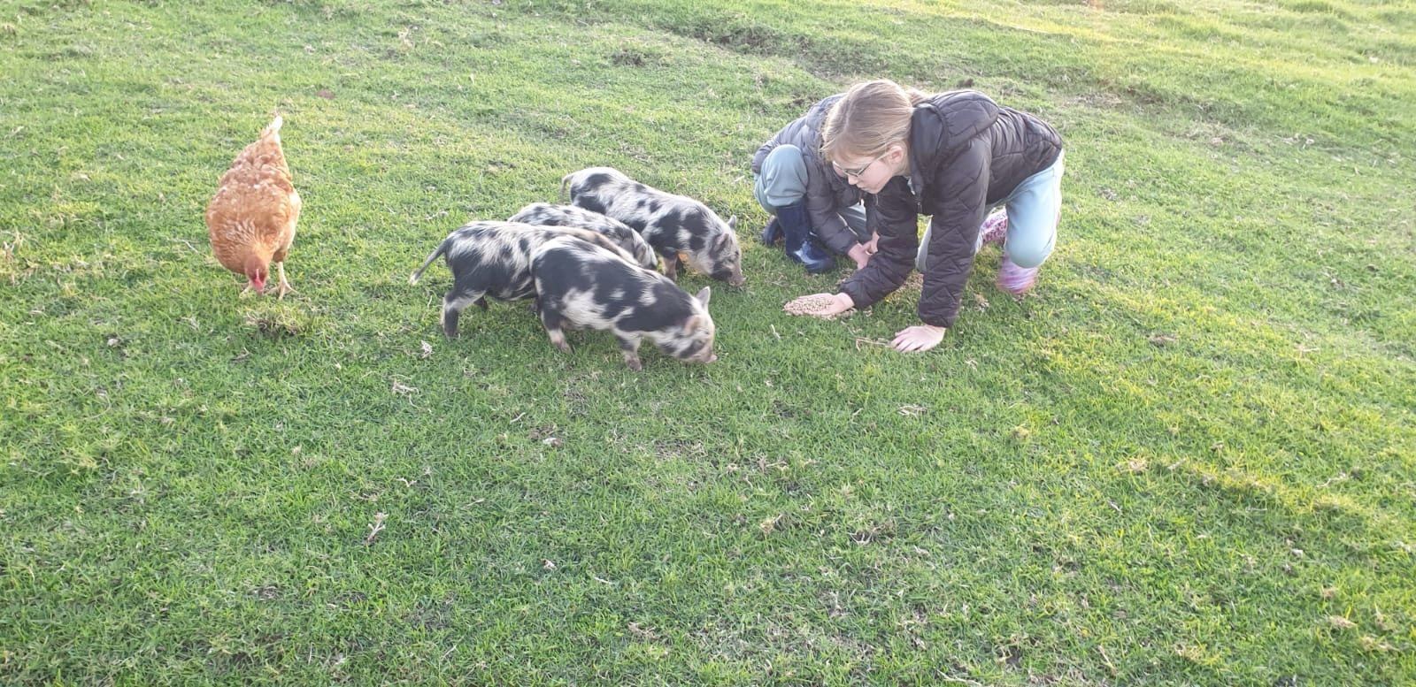 Children feeding piglets on the lawn at Landmeterskop near Stanford