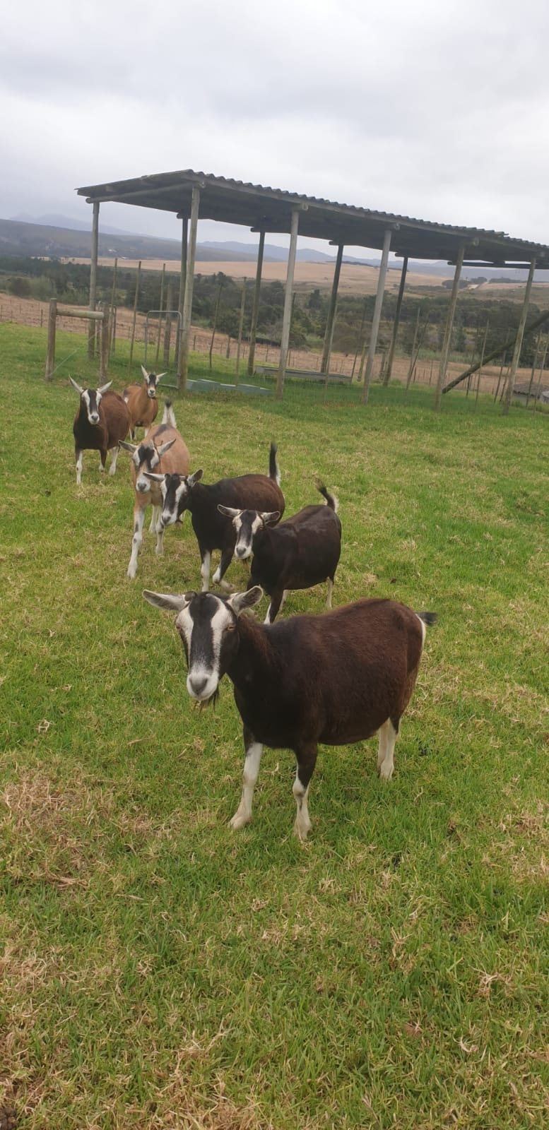Goats in a pasture with Overberg farm views at Landmeterskop near Stanford