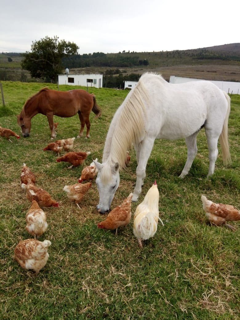 Horses and chickens in the farmyard at Landmeterskop near Stanford