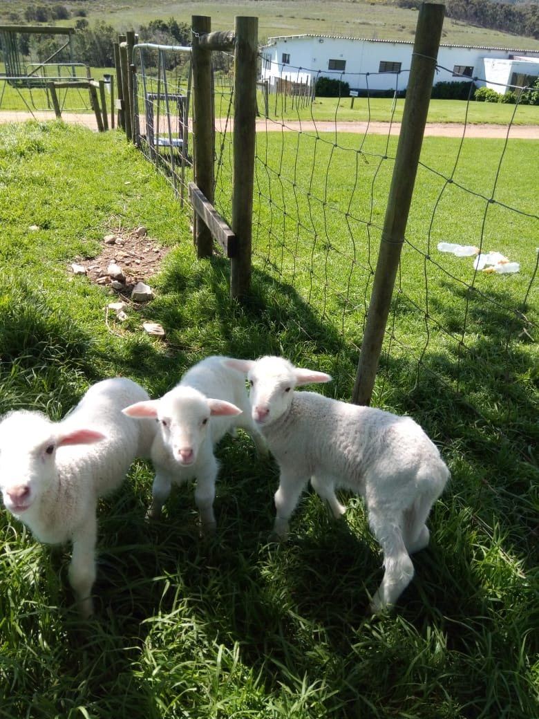 Lambs on the cottage lawn at Landmeterskop near Stanford