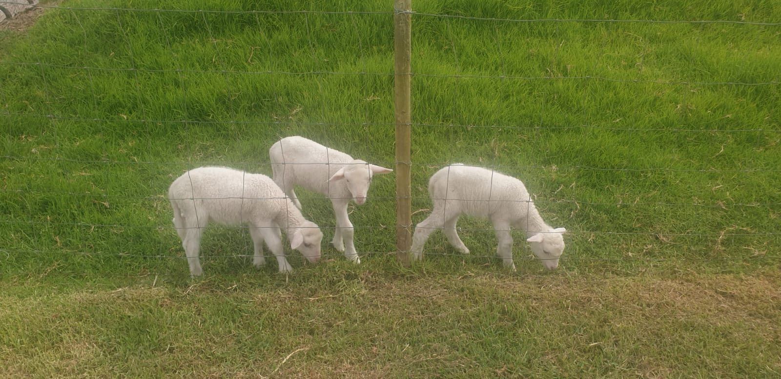 Lambs grazing by a fence at Landmeterskop near Stanford