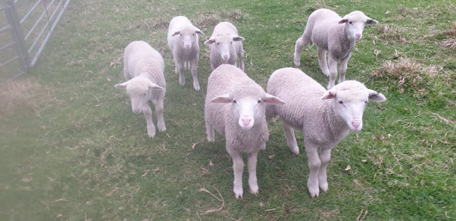 Lambs watching the farm rounds at Landmeterskop near Stanford