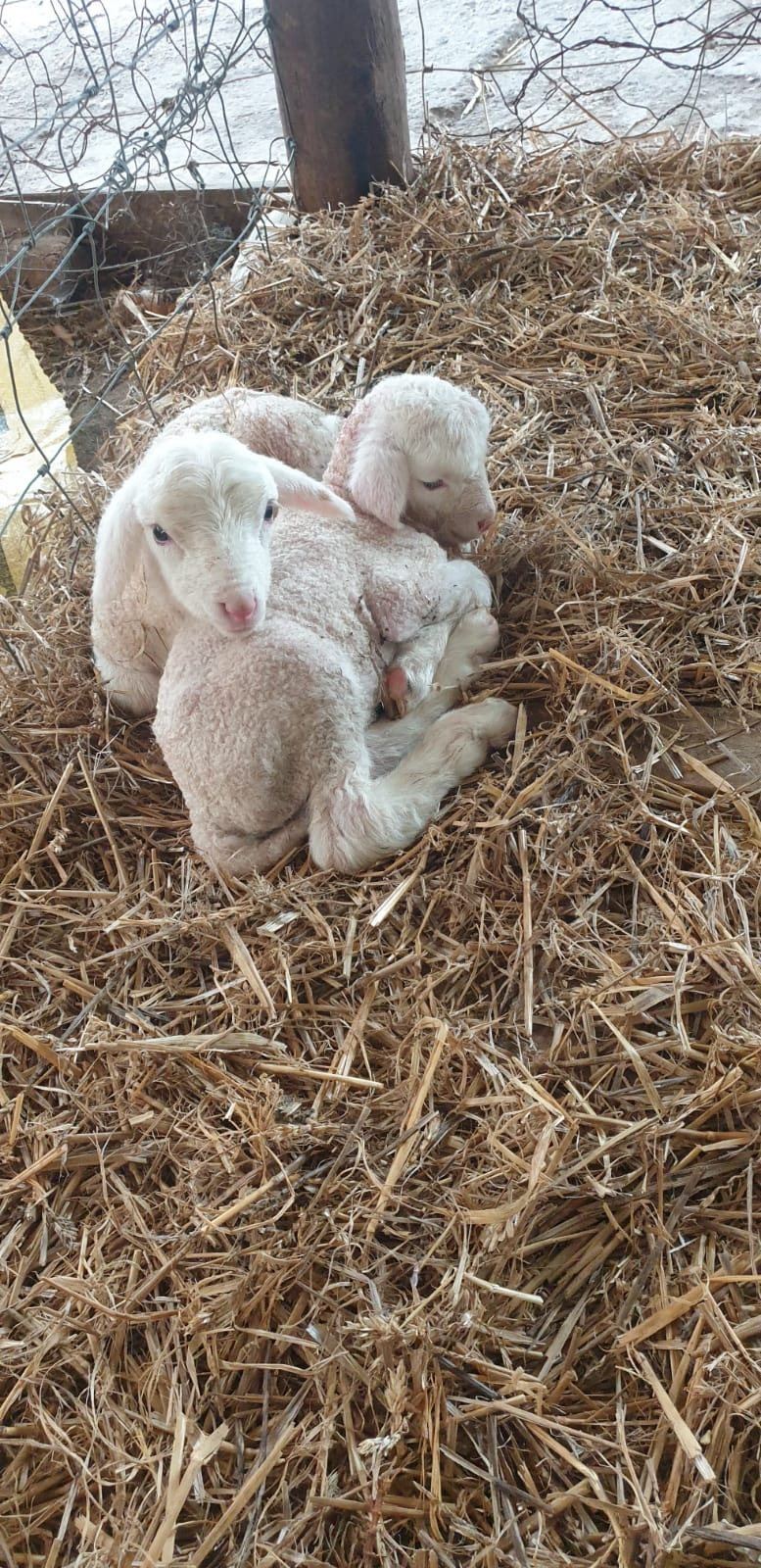 Newborn lambs resting in straw at Landmeterskop near Stanford