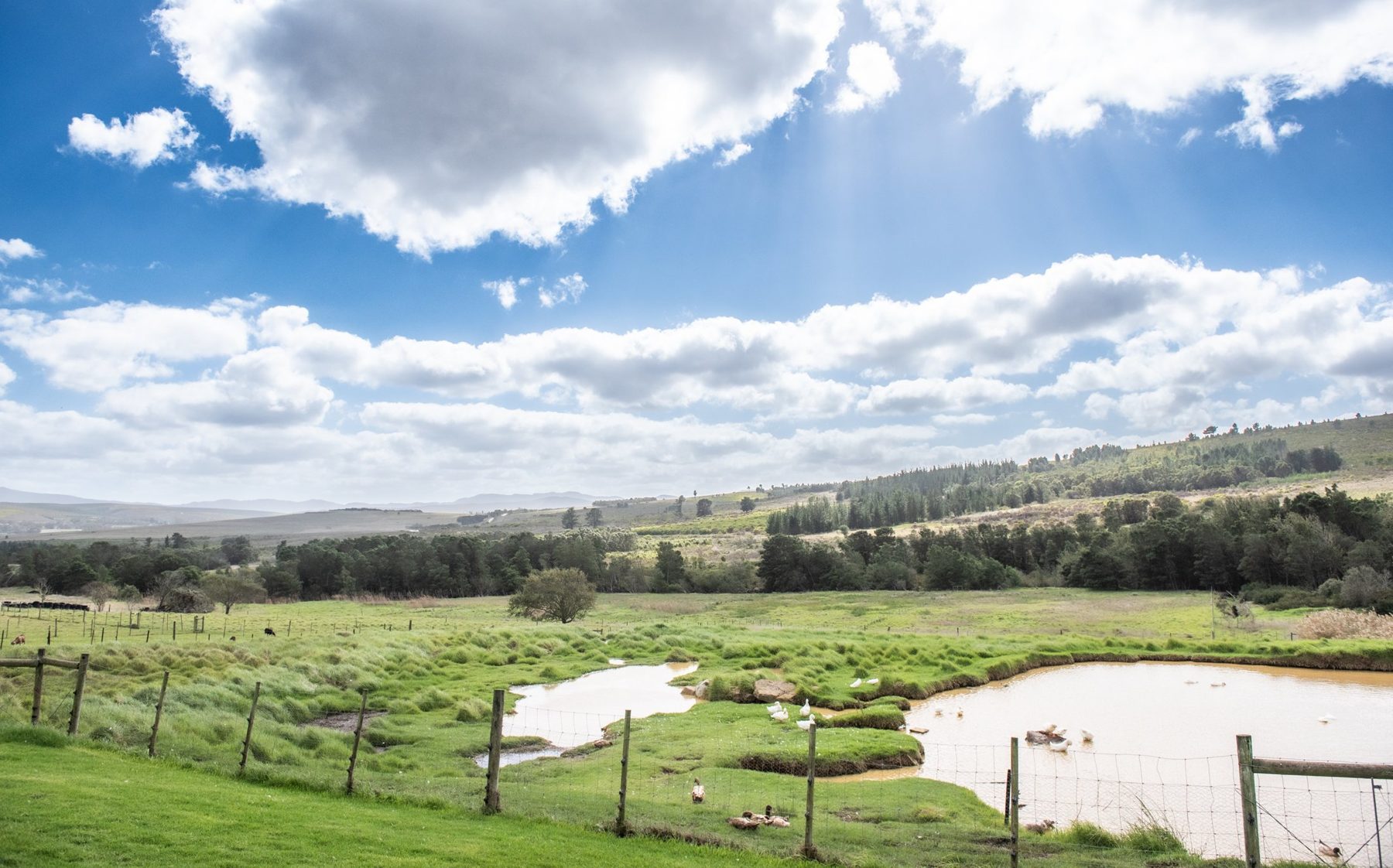 Duck Pond — pond and farm view at Landmeterskop Farm Cottages